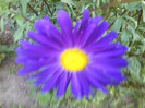 FLORI