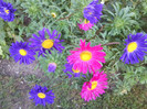 FLORI