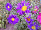 FLORI