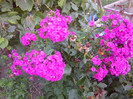 FLORI