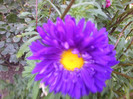 FLOARE
