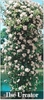 ILSE KROHN SUPERIOR   4GARDEN