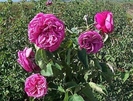 SACHSENGRUSS  4GARDEN