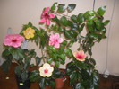Hibiscus grup