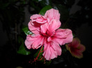Hibiscus Zaragoza ( ? )