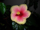 Hibiscus Oberon