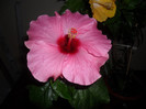 Hibiscus Long Life