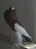 poze august 2012 014