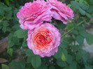 Florajet