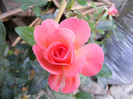 Pink Abundance
