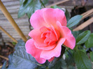 Pink Abundance