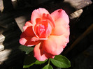 Pink Abundance