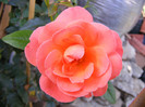 Pink Abundance