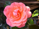 Pink Abundance