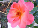 Pink Abundance
