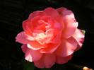 Pink Abundance