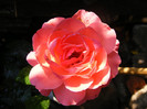 Pink Abundance