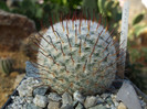 DSCF2738