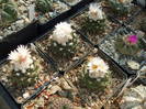 DSCF2776