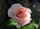 Andre le Notre