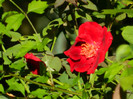 DSCN8401