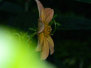 DSCN8408