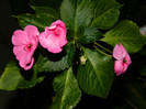 DSCN8421