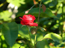 DSCN8444