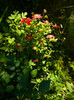 DSCN8463