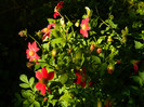 DSCN8466