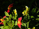 DSCN8467