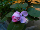 DSCN8473
