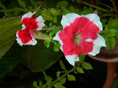 DSCN8479