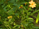 DSCN8485
