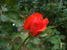 Komet