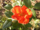 Tawny Tiger