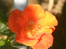 Tawny Tiger