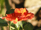 Tawny Tiger