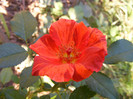 Tawny Tiger