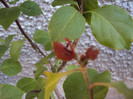 infloreste copacelul!!!