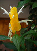 Pachystachys Lutea