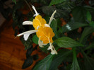 Pachystachys Lutea