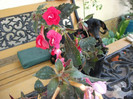 DSCF2004