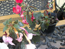 DSCF2006