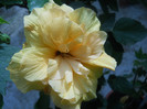 DSCN3207