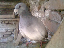 mascul 2003