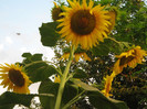 Floarea soarelui, iulie 2012