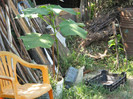 Paulownia in caldare. iulie 2012