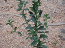 Stevia dulce, iulie 2012