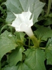 datura alba de gradina